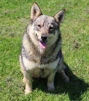 Étalon Spitz des Visigoths - L'ektra Des coeurs d'alène