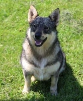 Étalon Spitz des Visigoths - CH. La belle d'à côté Des coeurs d'alène