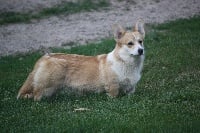 Étalon Welsh Corgi Pembroke - akmanay Jofrey