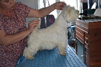 Étalon West Highland White Terrier - Jolie mome du clos des galinettes