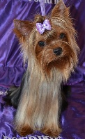 Étalon Yorkshire Terrier - royal boutique Amanda lear