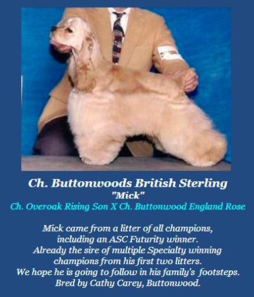 CH. buttonwood's British sterling