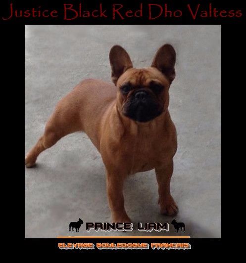 Justice black red dho Valtess
