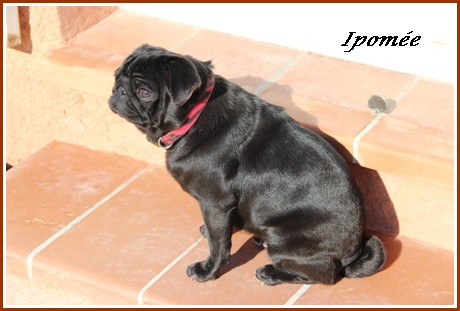 Publication : des Lutins de la Palmeraie 