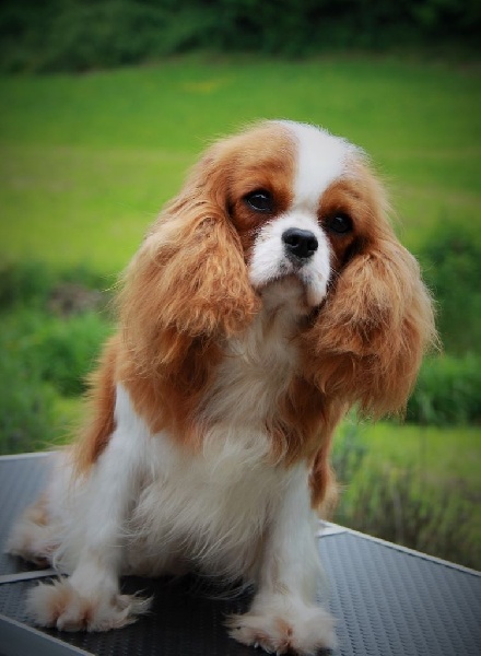 Publication : du domaine de l'ostrevent 