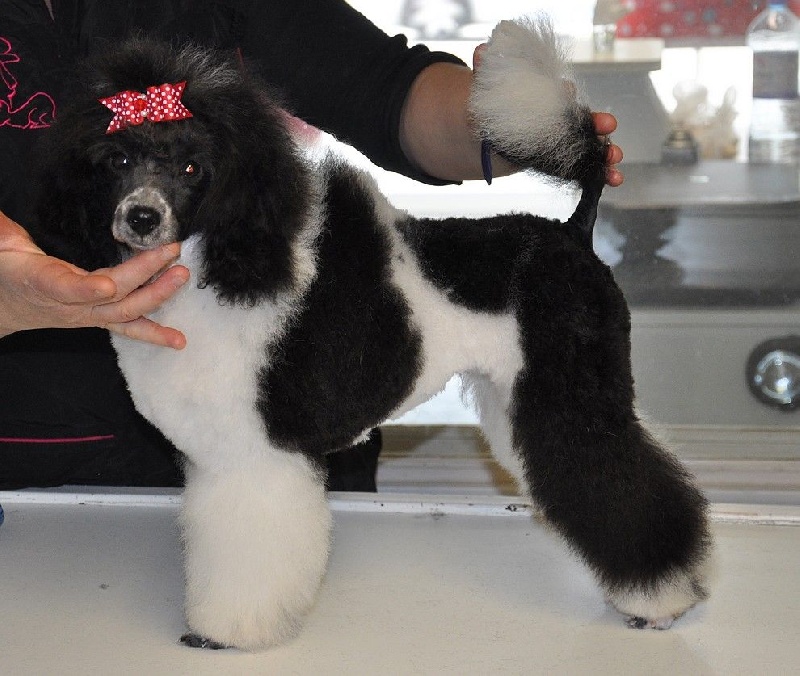 Publication : Des graines de stars 