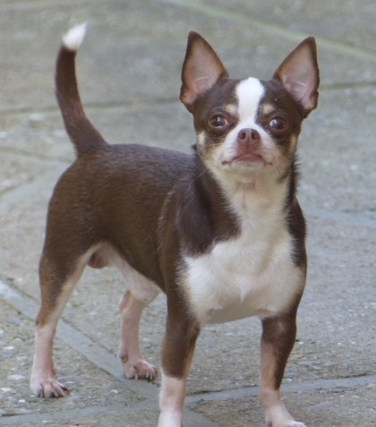 Publication : D'Arausiaca Auteur : Chihuahuas d'Arausiaca