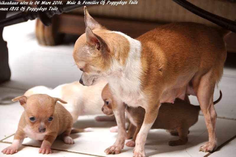 Publication : of Puppydogs Tails Auteur : Janey Hennon