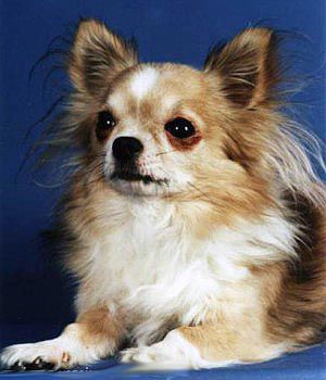 CH. Mexican's little evening-star (Sans Affixe)