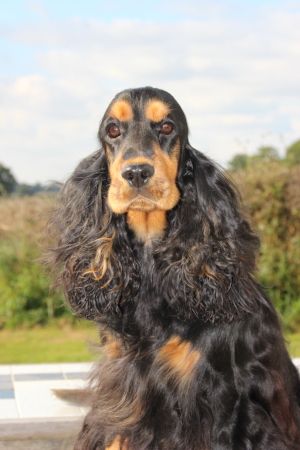 Publication : Du domaine des clayeux Auteur : Alice ANTON