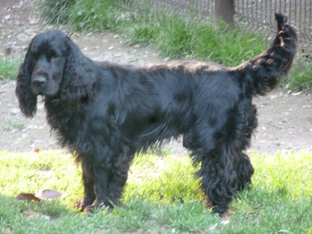 Publication : des brumes d'aurore Auteur : Laurence HUIBAN