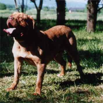 agramer bordog Thalia