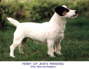 Penny of jack's paradise