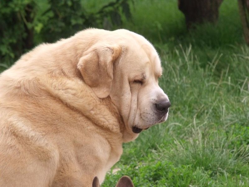 Pizarro los montes pravianos