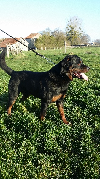  Auteur : elevage du moulin damerois