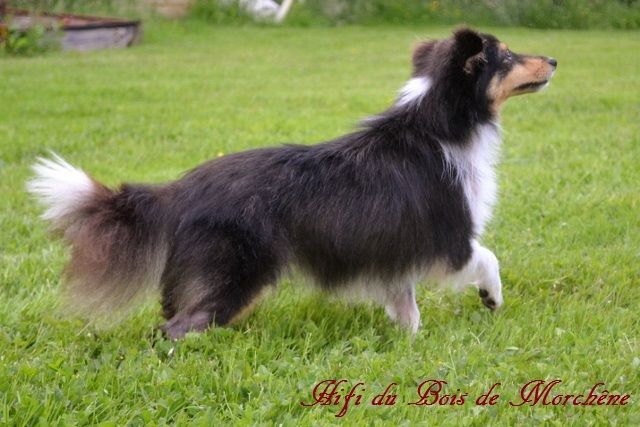Publication : Du Bois De Morchène Auteur : du bois de morchêne