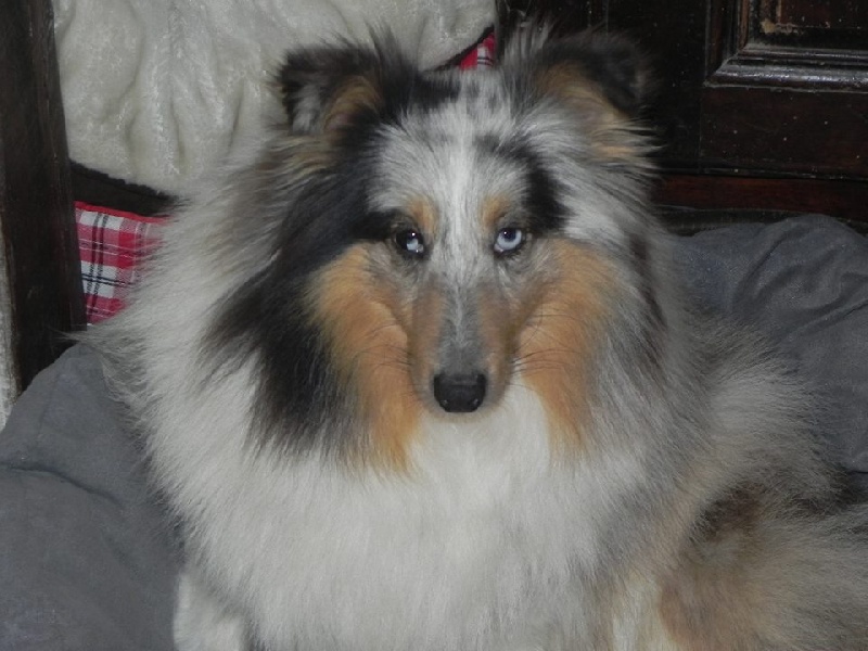 Publication : du Cèdre Enchanté 