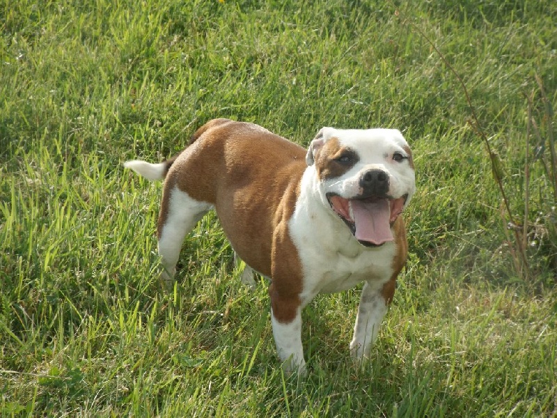 Publication : des Croisades de Tyam 