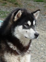 Étalon Alaskan Malamute - Little badger of Mountain Pack