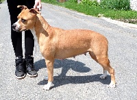 Étalon American Staffordshire Terrier - Infinity Du Domaine De Samsha
