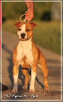 Étalon American Staffordshire Terrier - CH. Lola De L'empreinte De L'espoir