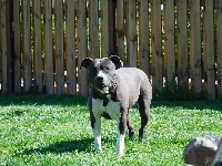Étalon American Staffordshire Terrier - Henor patria fidelis Du Royaume D'eragon