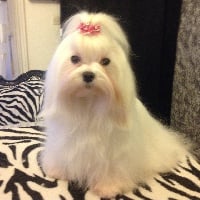 Étalon Bichon maltais - Jolie girl Du Clos des Trois Rivières