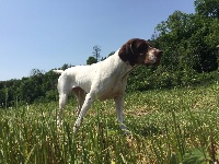 Étalon Braque français, type Pyrenees (petite taille) - TR. CH. Indra de La Balingue