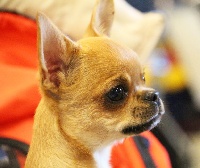 Étalon Chihuahua - tsvetok elfov Persey