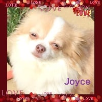 Étalon Chihuahua - Joyce du Moulin des Wheatens