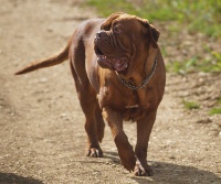 Étalon Dogue de Bordeaux - Incoming riot du hot dogues red