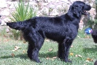 Étalon Flat Coated Retriever - CH. Helliott-blackcap Of Fundy Bay's Naiad