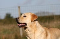 Étalon Labrador Retriever - J'assure un max (Sans Affixe)