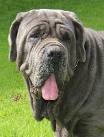 Étalon Mâtin Napolitain - Furia krzyk uwielbienia