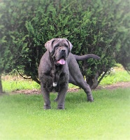 Étalon Mâtin Napolitain - Furby krzyk uwielbienia