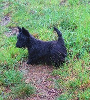 Étalon Scottish Terrier - Lima Du Domaine Louchine