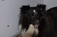 Étalon Shetland Sheepdog - Joyce noire Des Shelties De La Rose