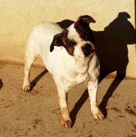 Étalon Staffordshire Bull Terrier - Everybody's Got Irrésistible black eyes