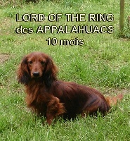 Étalon Teckel poil long - Lord of the ring des Appalahuacs