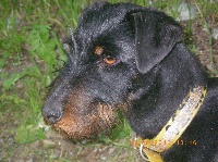 Étalon Terrier de chasse allemand - Lina de las Sesteriades