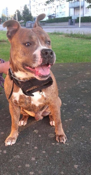 G'tyron du grand Molosse