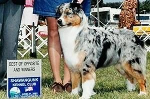 CH. trouble brewin' At stormridge