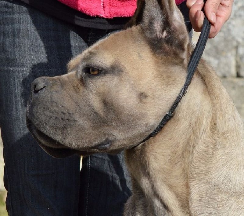 I am corini des Dunes Des Sages