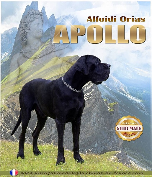alfÖldi orias Apollo