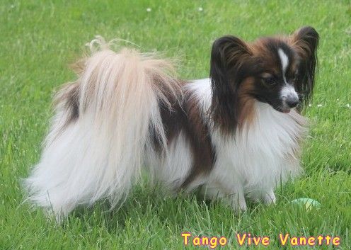 CH. Tango vive vanette