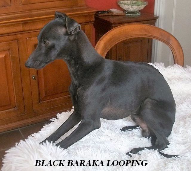 Black Baraka Looping