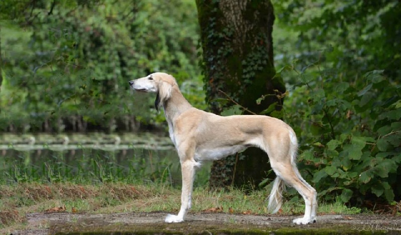 Publication : des plaines des Bruyères Auteur : des plaines de bruyères