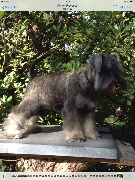 CH. Midnight De la trevaresse des lauves