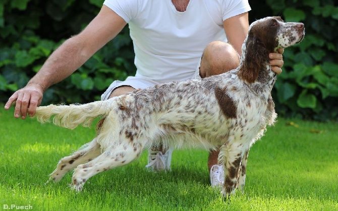 Publication : De Mayazi