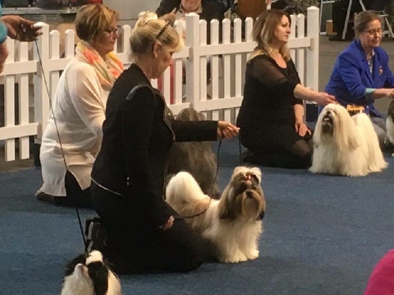 Publication : The Royal Shih Tzu Garden 